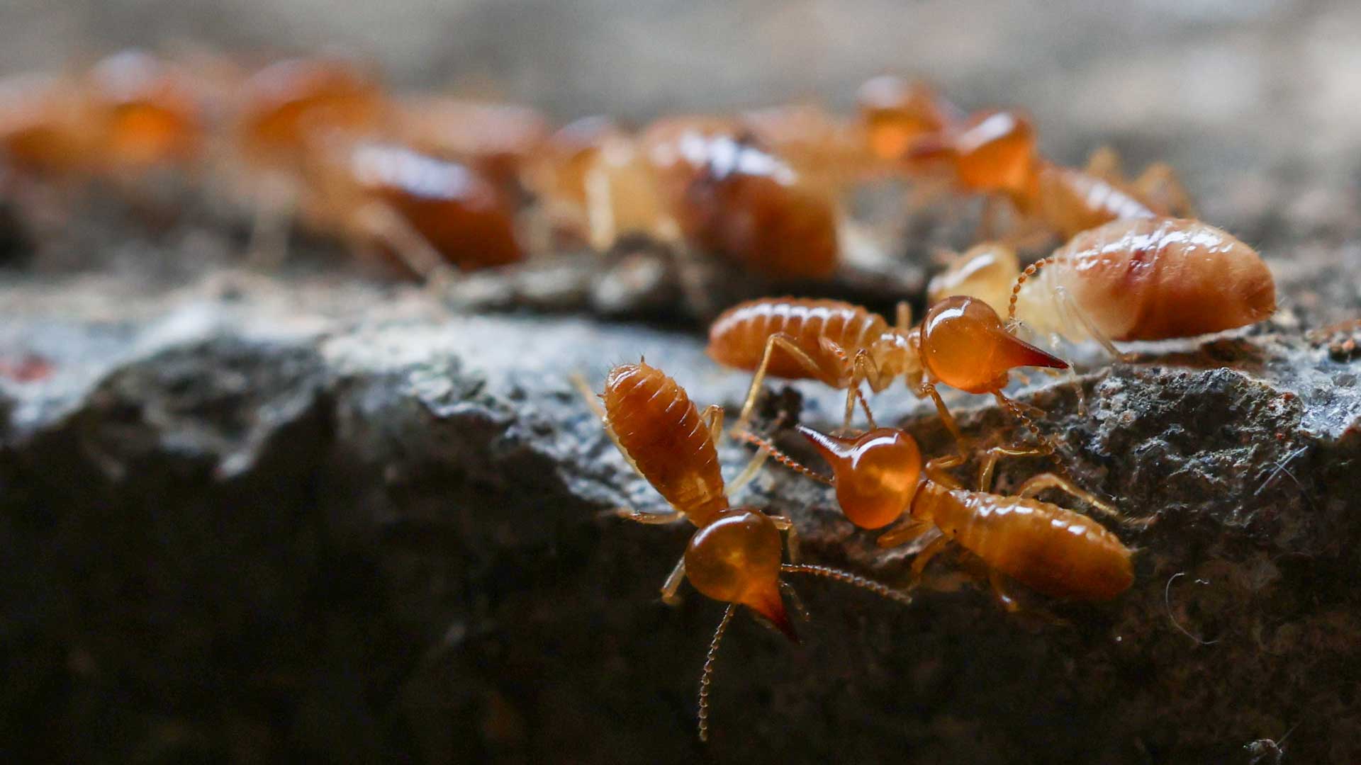 swift-pest-termites