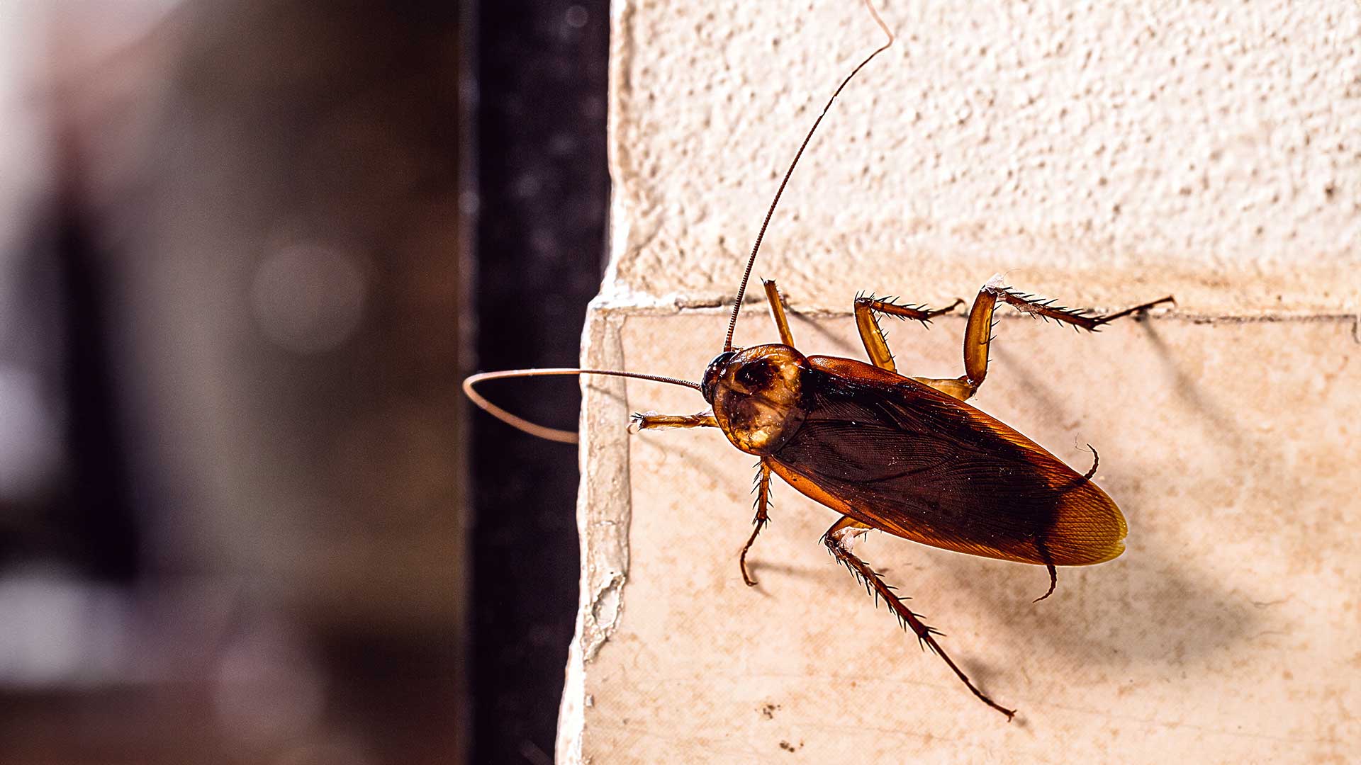 swift-pest-cockroach