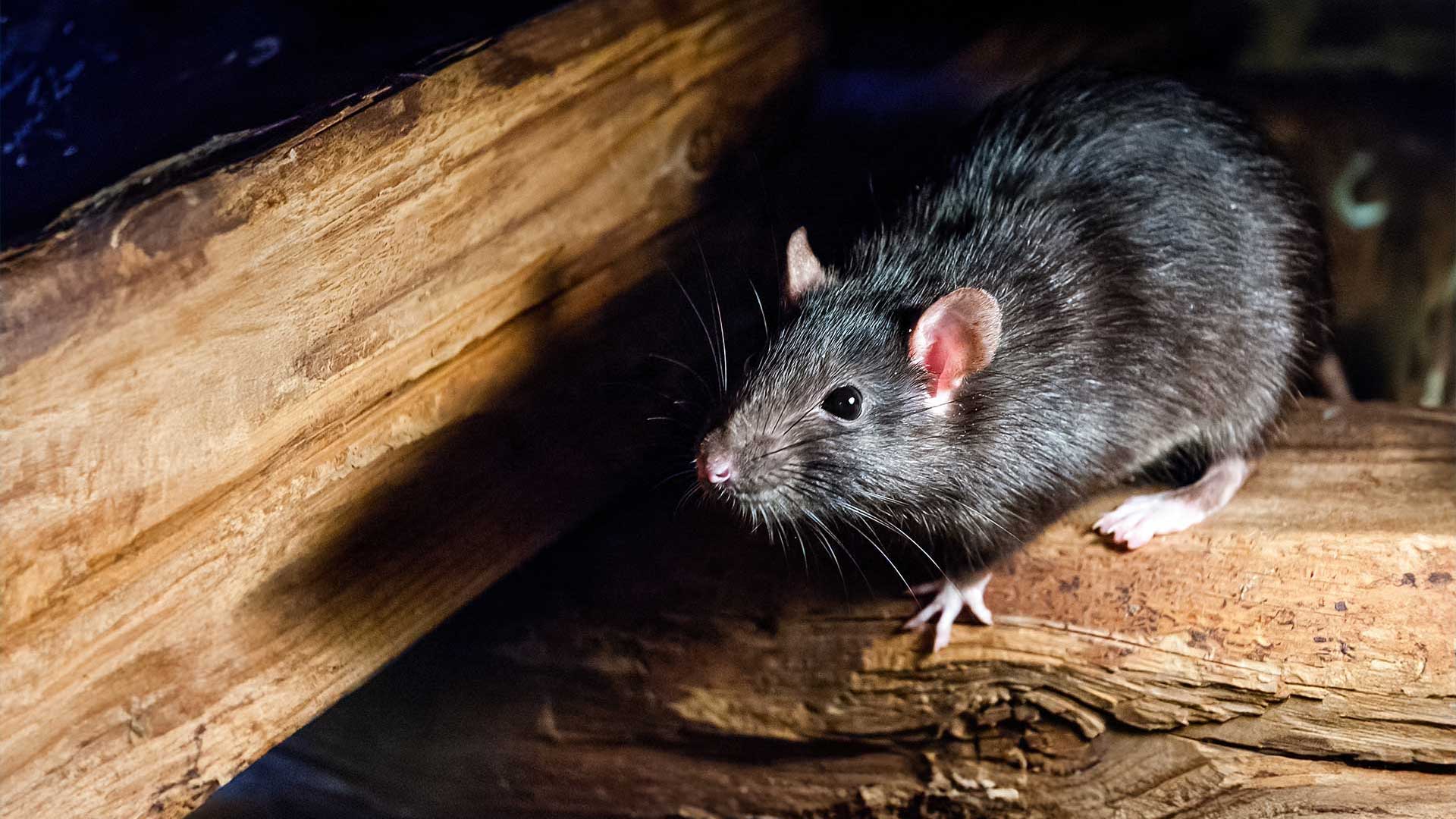 swift-mice-rats2