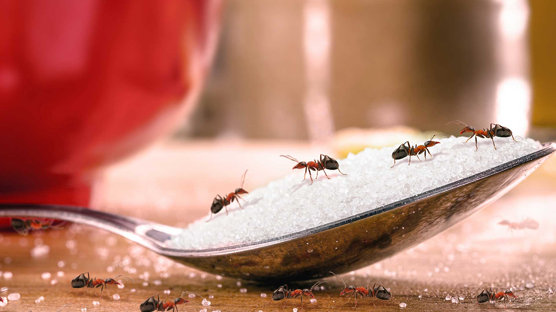 swift-pest-ants